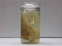 藏品(光兔頭魨)的圖片